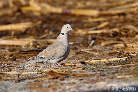 斑鳩死前的徵兆|灰斑鳩